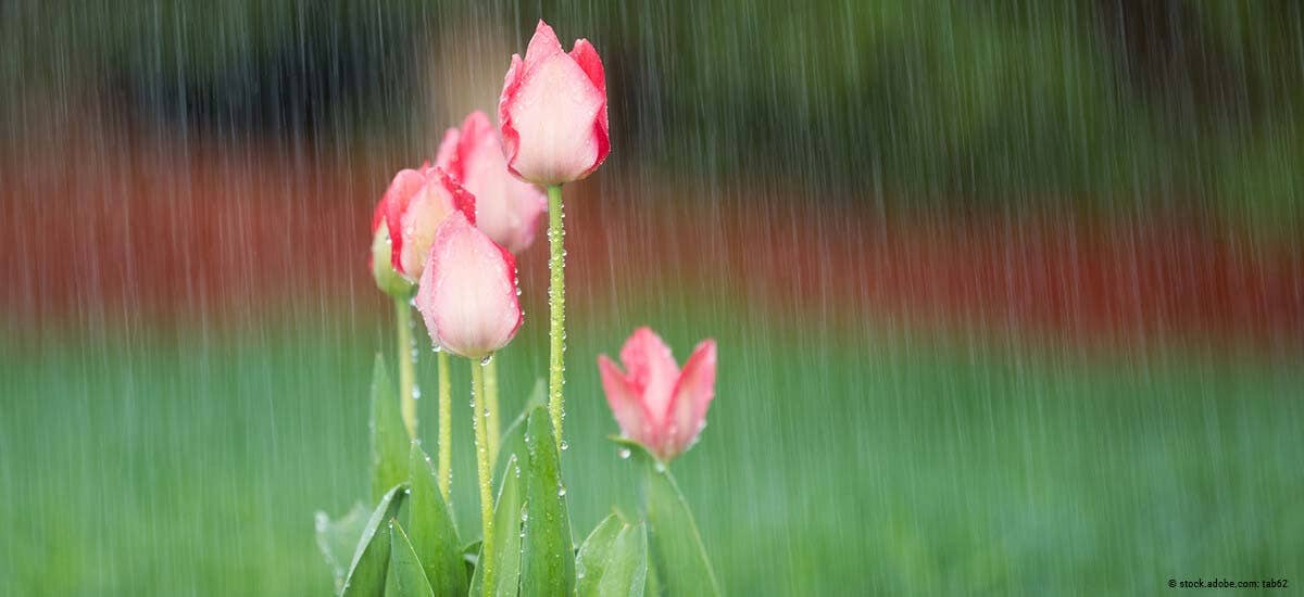 Tulpen im Regen im Frühjahr